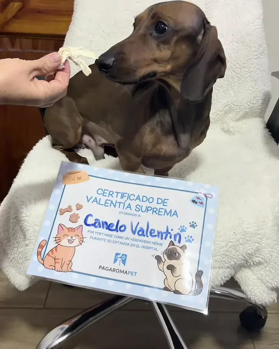 Canelo Valentín, un dachshund, recibe un premio junto a su certificado de valentía suprema al salir de hospitalización