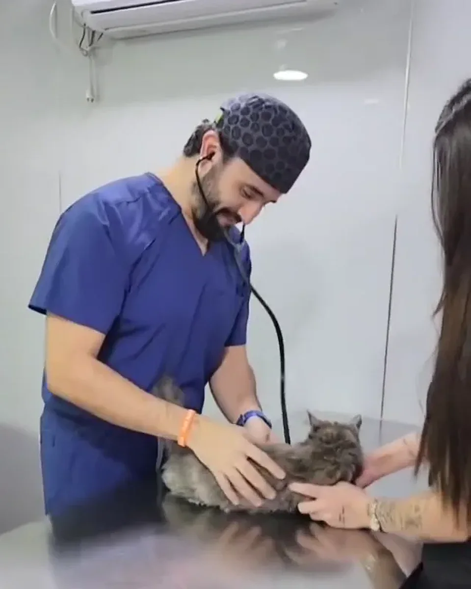Veterinario examinando a un gato en el box de consulta